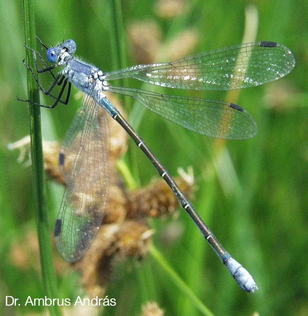 Lestes macrostigma - nagyfoltos rablószitakötő