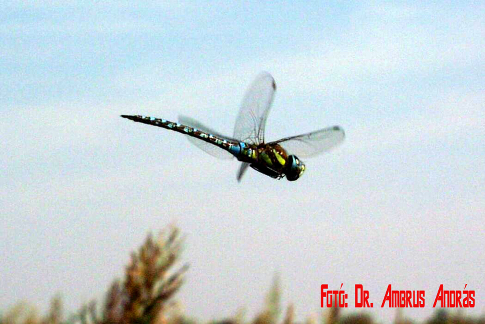 Aeshna mixta - kései karcsúacsa Aeshna mixta - kései karcsúacsa