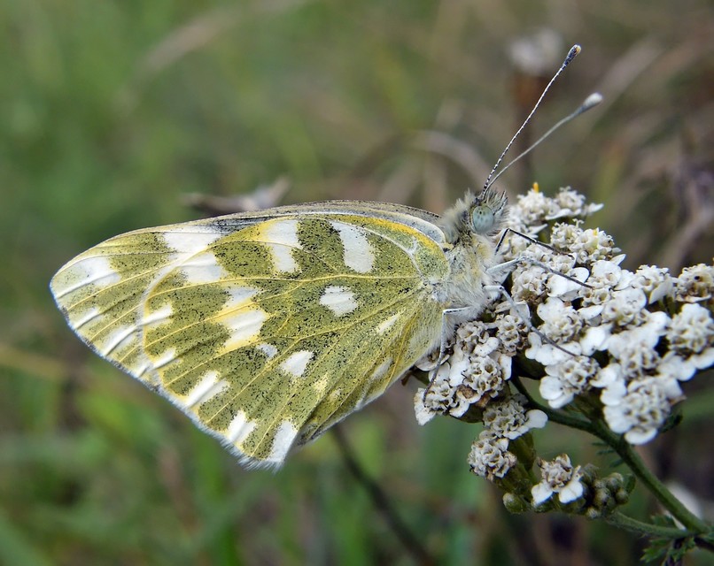 Pontia edusa - rezedalepke