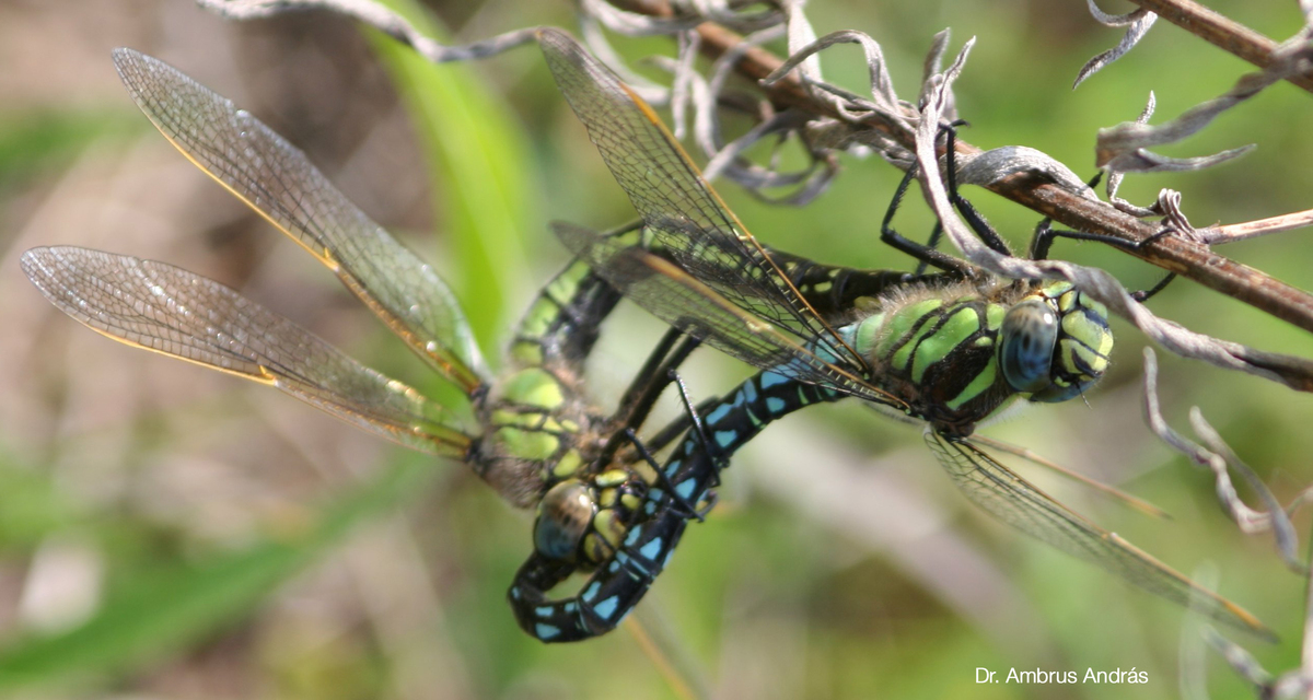 Brachytron pratense - szőrös karcsúacsa