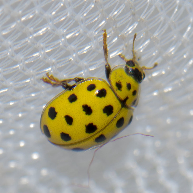 Psyllobora vigintiduopunctata - huszonkétpettyes katica