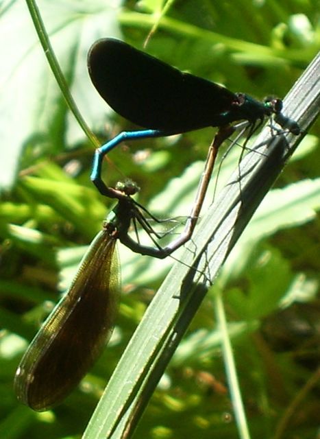Calopteryx virgo - kisasszony-szitakötő