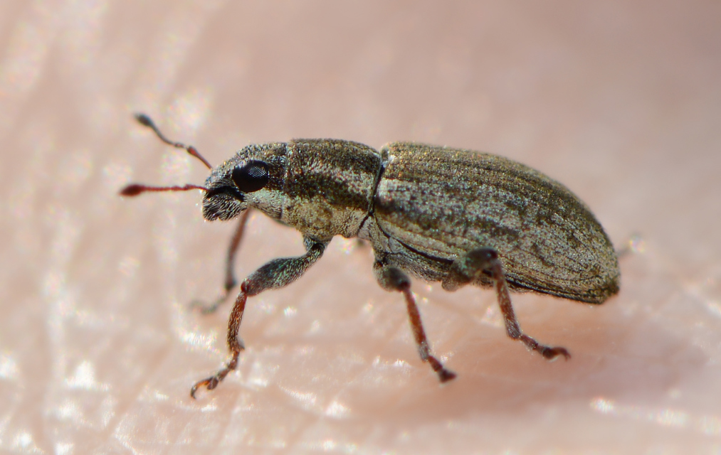 Sitona