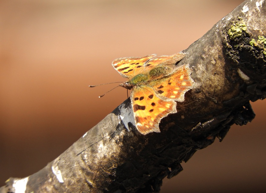 Nymphalis c-album - C-betűs lepke
