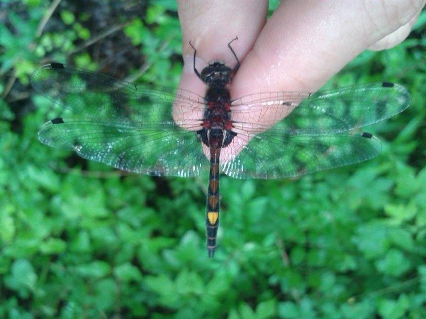 Leucorrhinia pectoralis - lápi álarcos-szitakötő