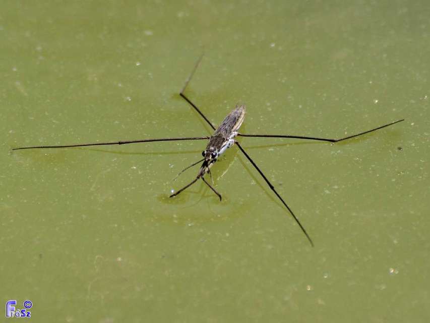 Gerridae - molnárpoloskák