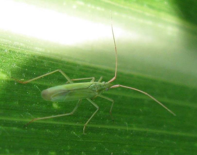 Trigonotylus caelestialium - vöröscsápú mezeipoloska