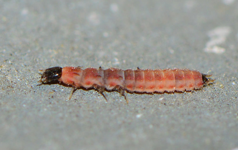 Melyridae - sziklaibogár-félék