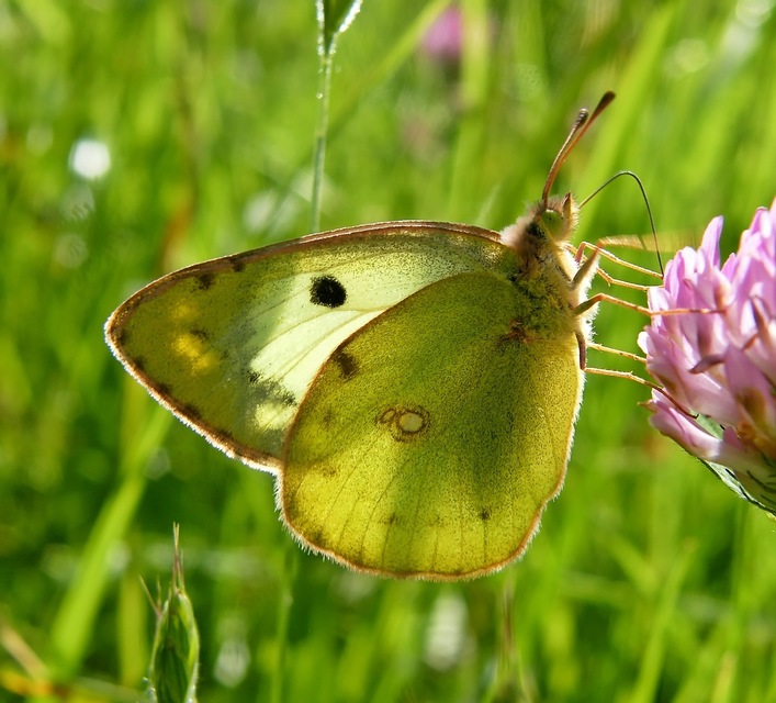 Colias hyale - kéneslepke