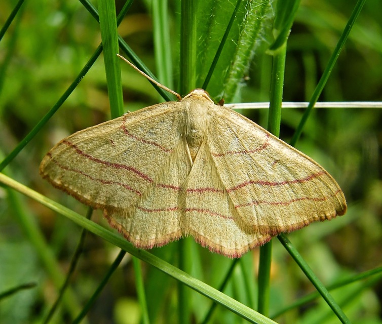 Rhodostrophia vibicaria - pirosszélű araszoló