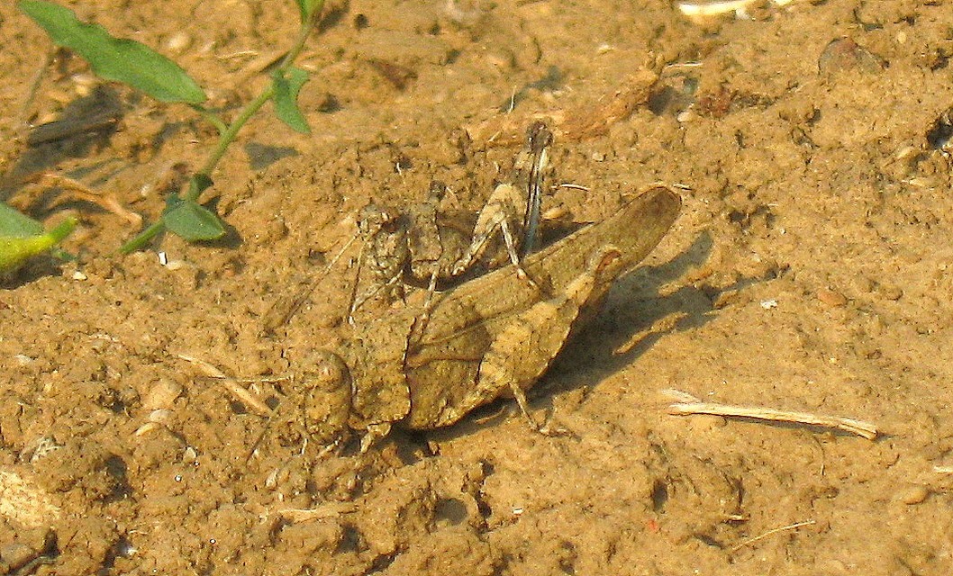 Oedipoda caerulescens - kékszárnyú sáska