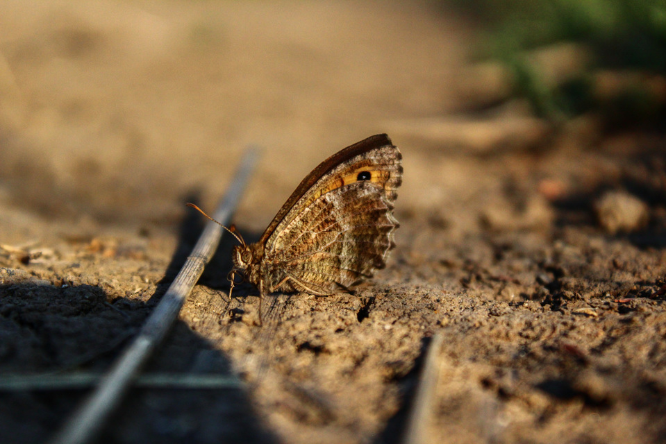 Arethusana arethusa - közönséges szemeslepke