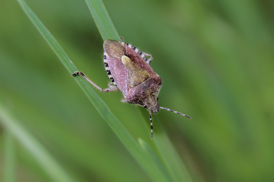 Dolycoris baccarum - közönséges bogyómászó-poloska Dolycoris baccarum - közönséges bogyómászó-poloska