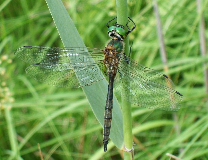 Somatochlora flavomaculata - sárgafoltos smaragdszitakötő