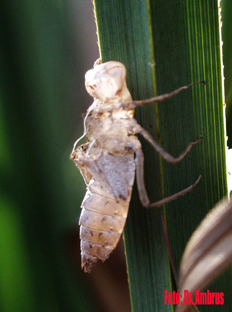 Leucorrhinia pectoralis - lápi álarcos-szitakötő
