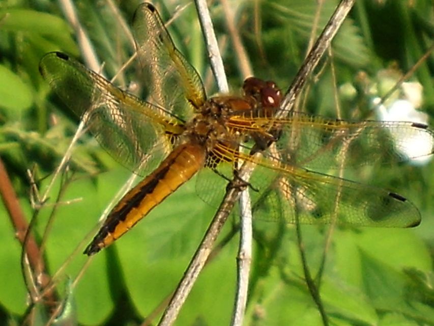 Libellula fulva - kisfoltos laposacsa