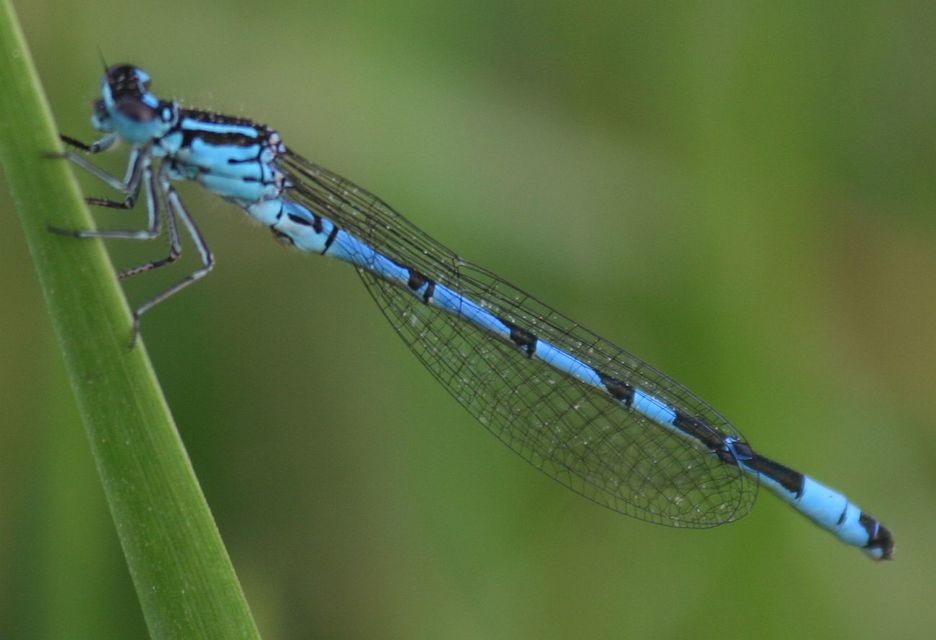 Coenagrion ornatum - díszes légivadász