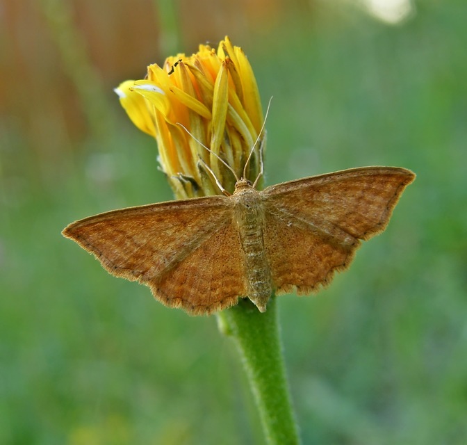 Idaea ochrata - okkerszínű sávosaraszoló