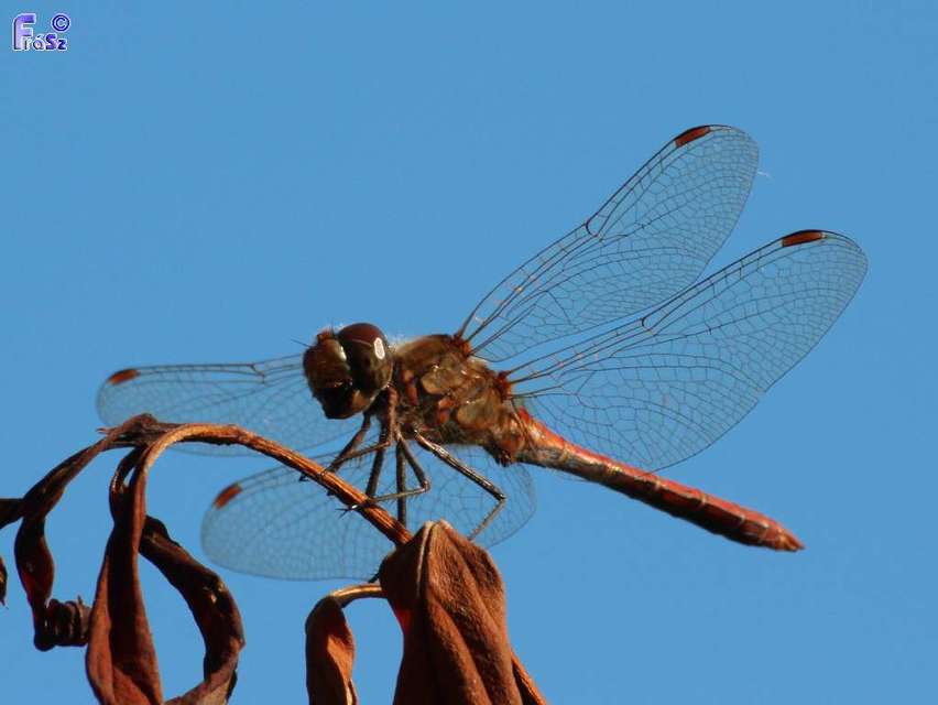Sympetrum striolatum/vulgatum