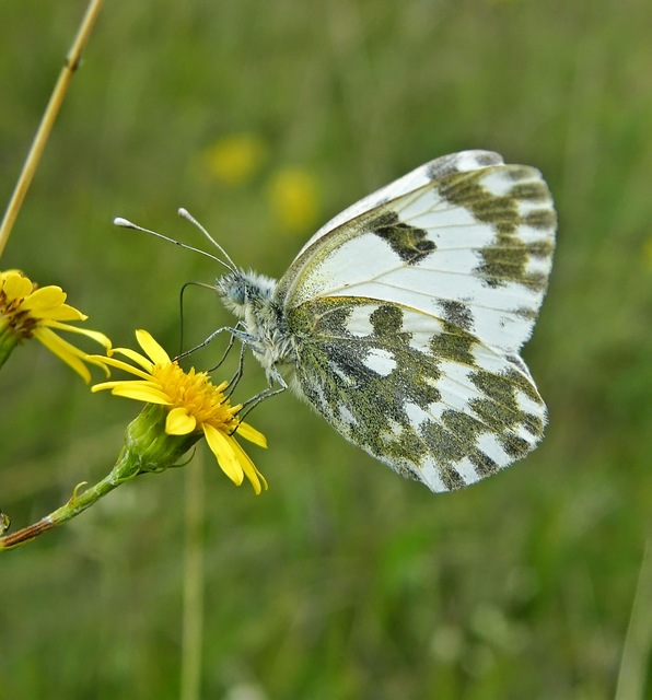 Pontia edusa - rezedalepke