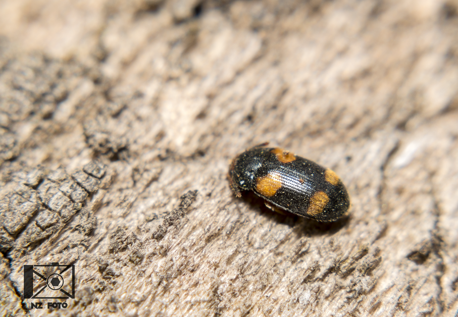 Mycetophagus quadripustulatus - négyfoltos gombabogár