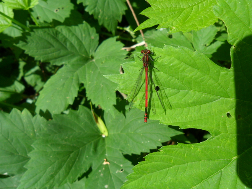 Pyrrhosoma nymphula