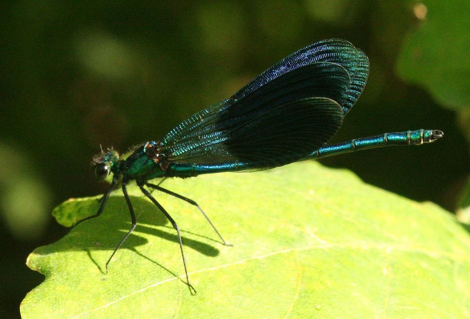 Calopteryx splendens - sávos szitakötő