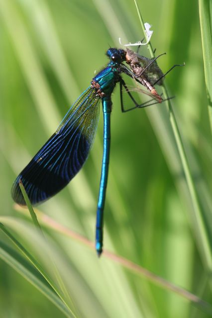 Calopteryx splendens - sávos szitakötő