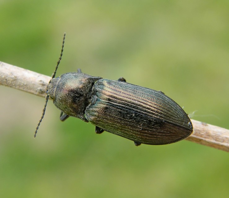 Selatosomus latus - széles pattanó