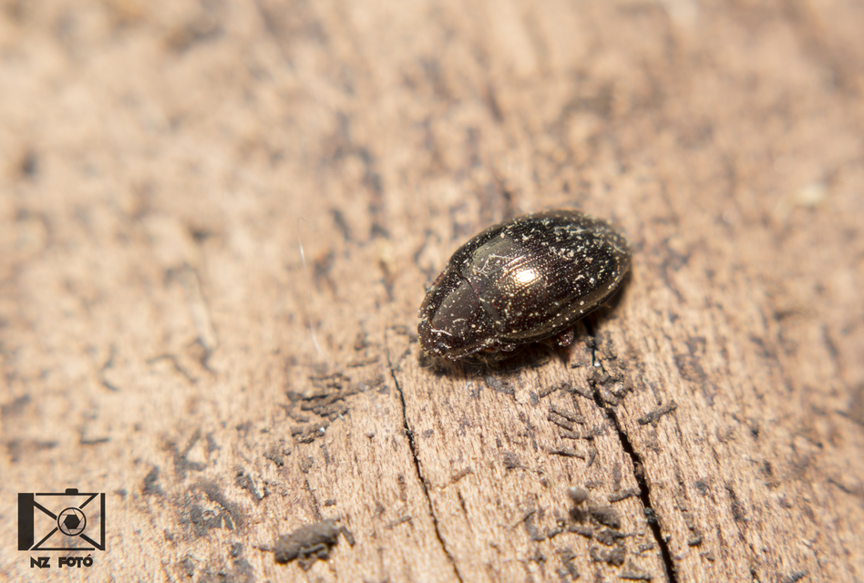 Scaphidema metallicum - fémzöld taplóbogár