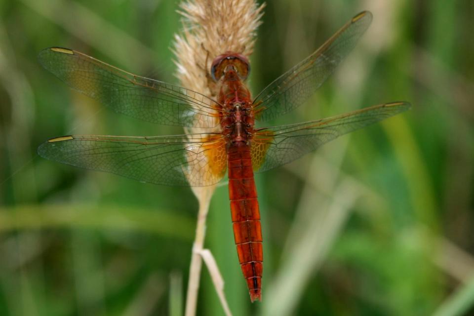 Crocothemis erythraea - skarlát szitakötő
