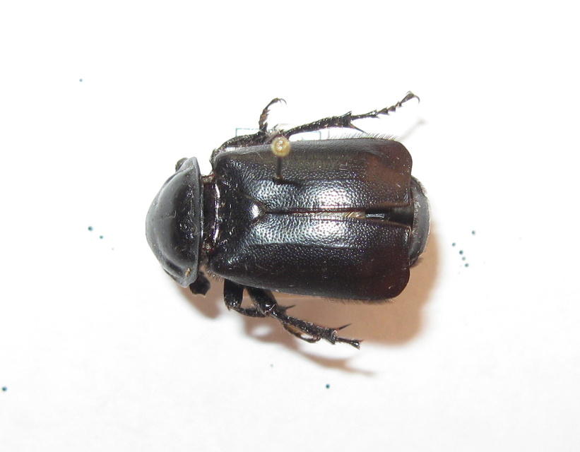 Nicrophorus germanicus - nagy temetőbogár