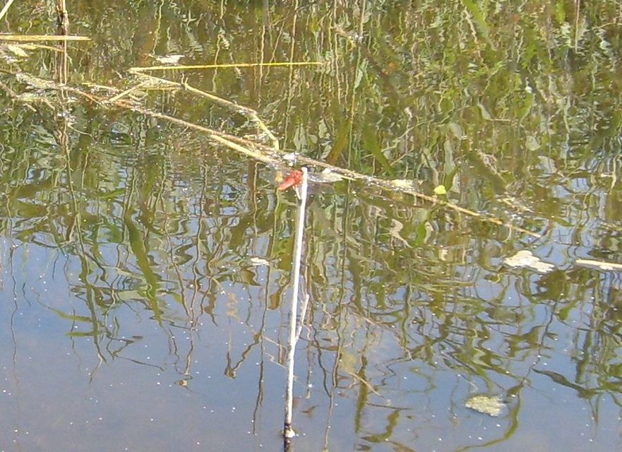 Crocothemis erythraea - skarlát szitakötő