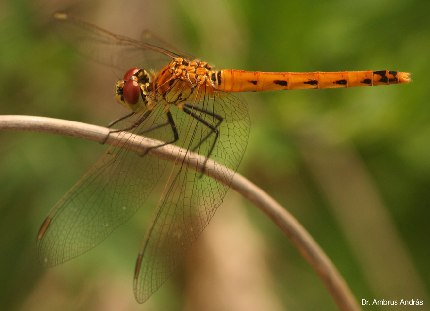 Sympetrum depressiusculum - ékfoltos katona-szitakötő
