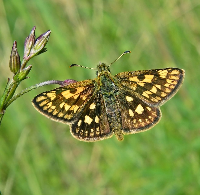 Carterocephalus palaemon - kockás busalepke