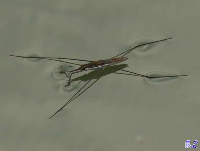 Gerridae - molnárpoloskák