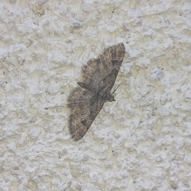Gymnoscelis rufifasciata - vöröscsíkos törpearaszoló