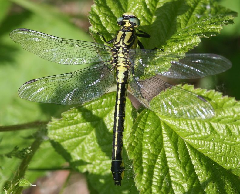 Gomphus vulgatissimus - feketelábú folyami-szitakötő