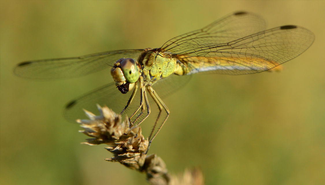Sympetrum meridionale - fakó katona-szitakötő