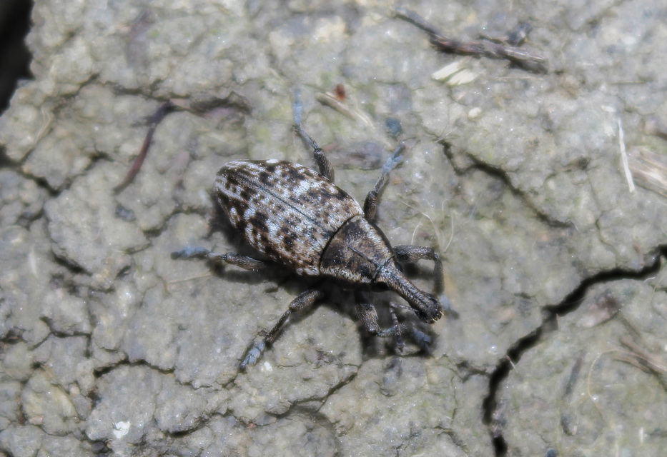Lepyrus capucinus - pettyes fűzormányos
