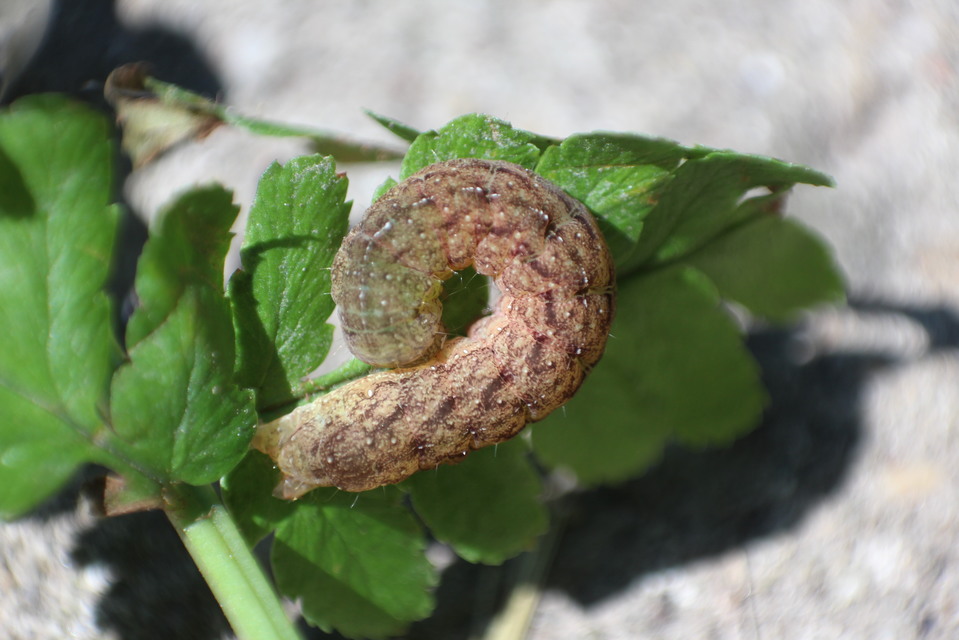 Phlogophora meticulosa - vándorló csipkésbagoly
