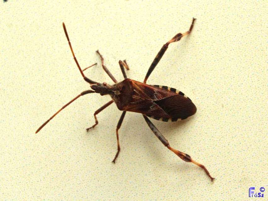 Leptoglossus occidentalis - nyugati levéllábú poloska
