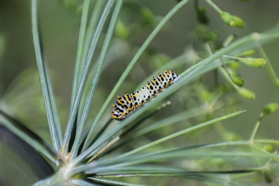 Papilio machaon - fecskefarkú lepke