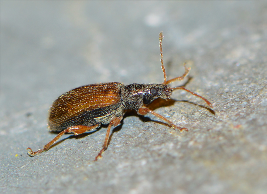 Phyllobius oblongus - közönséges levélormányos