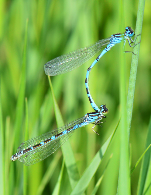 Coenagrion ornatum - díszes légivadász