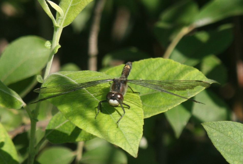 Leucorrhinia pectoralis - lápi álarcos-szitakötő