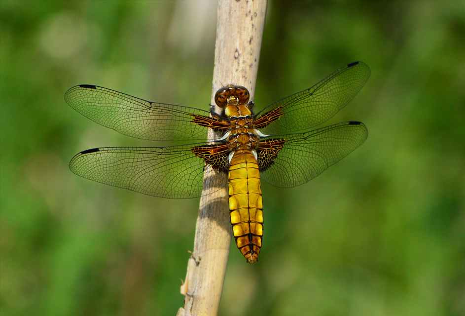 Libellula depressa - széles laposacsa