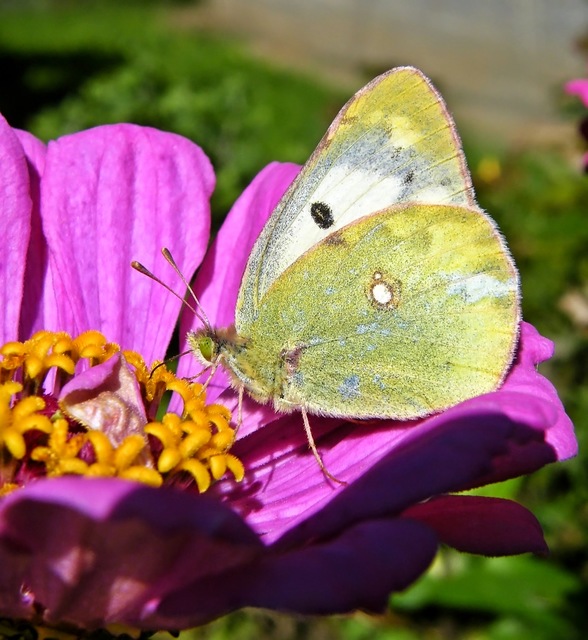 Colias hyale - kéneslepke