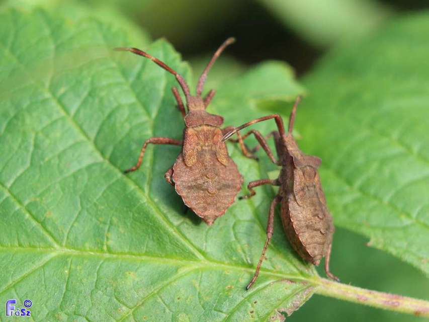 Coreus marginatus - közönséges karimáspoloska