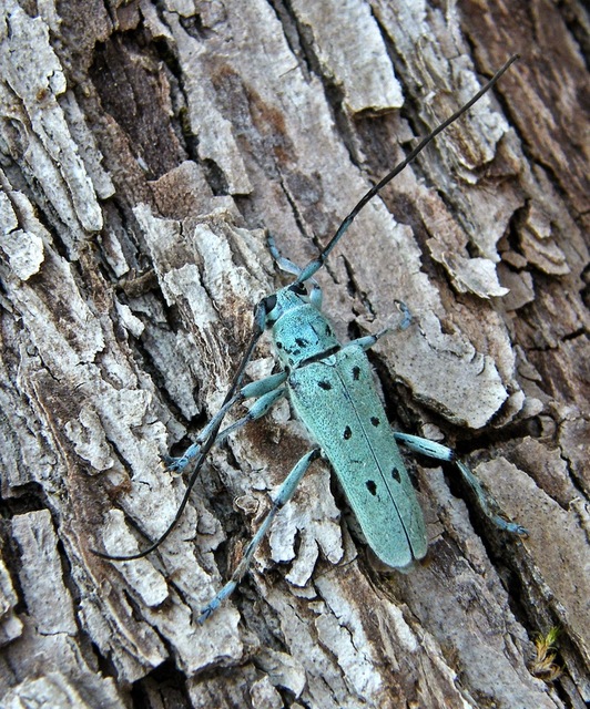 Saperda octopunctata - nyolcpontos cincér